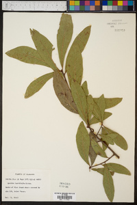 Quercus laurifolia image