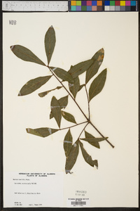 Quercus laurifolia image