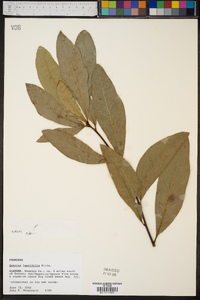 Quercus laurifolia image