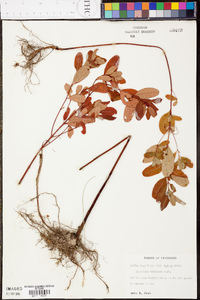 Hypericum tubulosum image