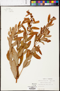 Hypericum tubulosum image