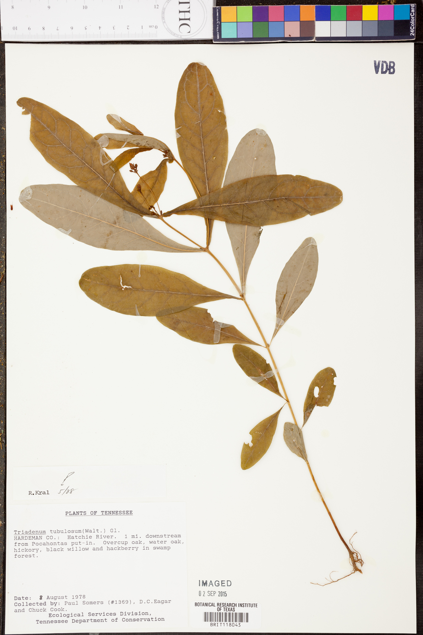Triadenum tubulosum image