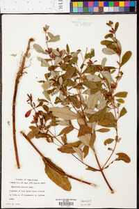 Hypericum walteri image