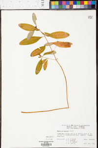 Hypericum walteri image