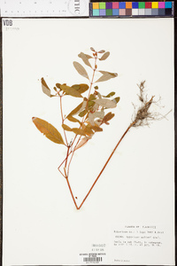 Hypericum walteri image