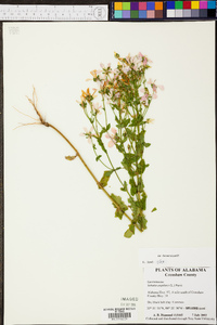 Sabatia angularis image