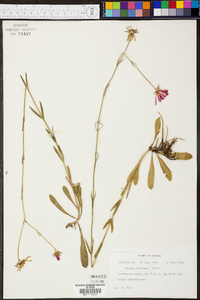 Sabatia bartramii image