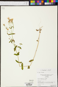 Sabatia angularis image