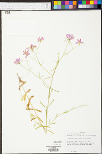 Sabatia campanulata image