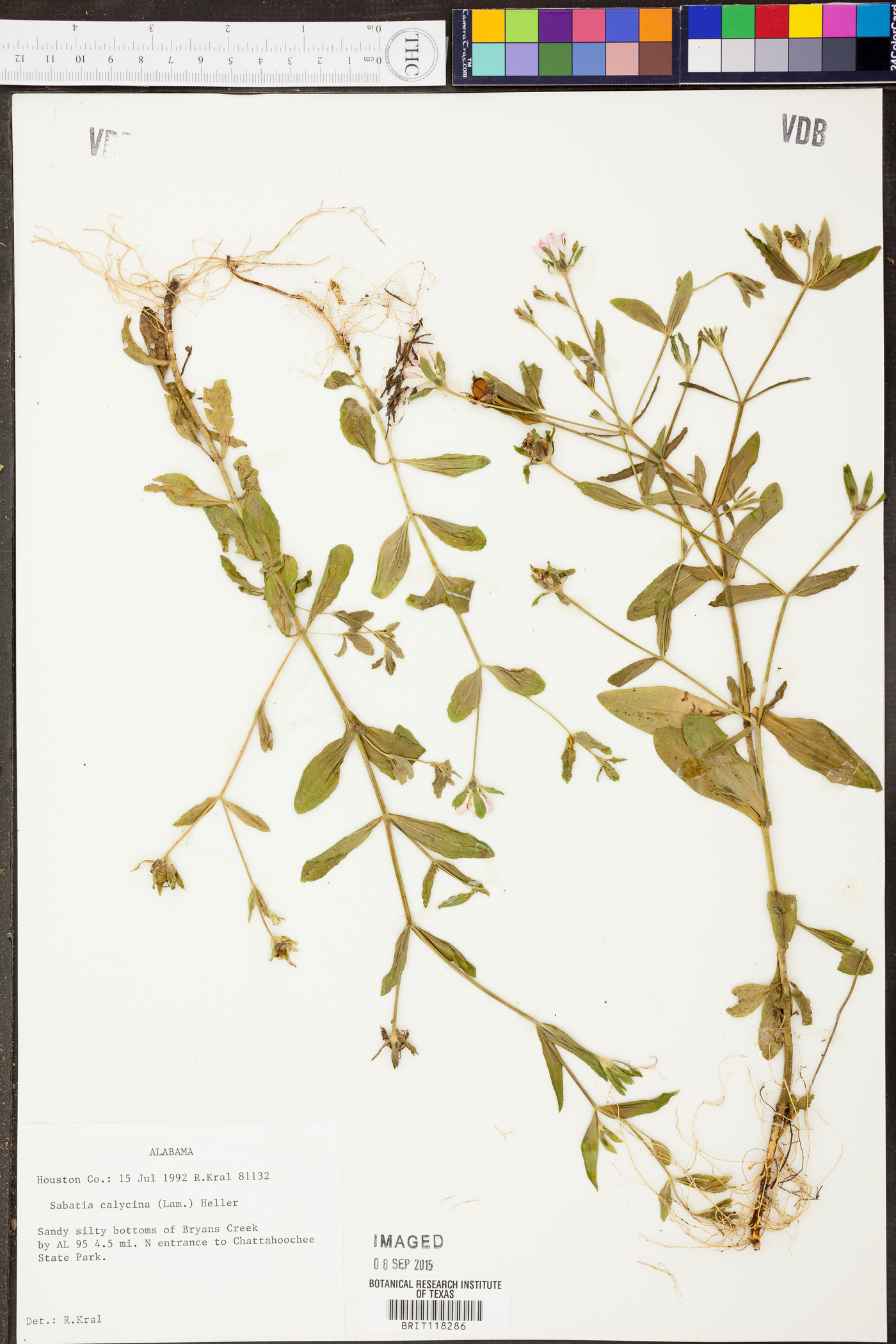 Sabatia calycina image