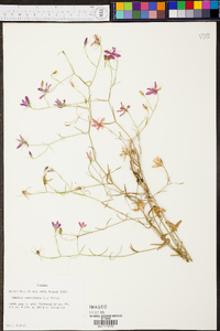 Sabatia campanulata image