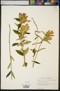 Gentiana saponaria image