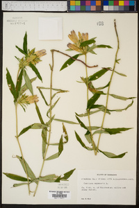 Gentiana saponaria image