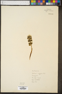 Obolaria virginica image