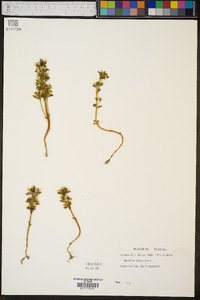 Obolaria virginica image