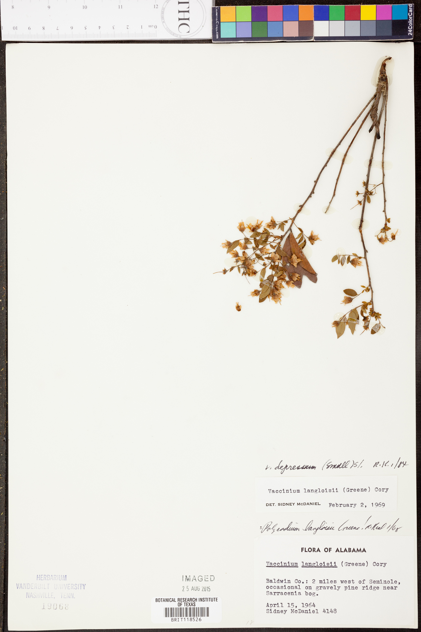 Vaccinium depressum image