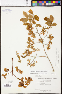 Vaccinium langloisii image