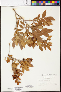 Vaccinium depressum image