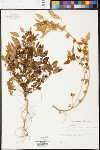 Acalypha gracilens image