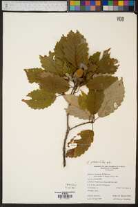 Quercus montana image