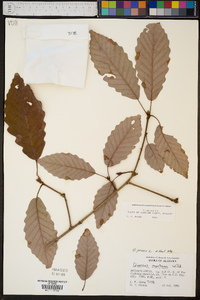 Quercus montana image