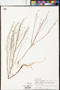 Hypericum drummondii image