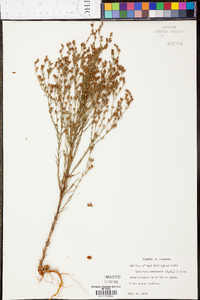 Hypericum drummondii image