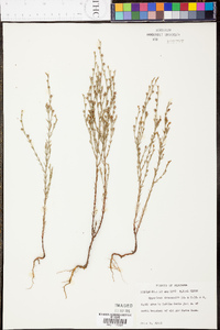 Hypericum drummondii image