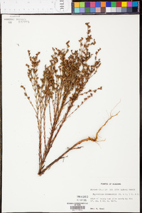 Hypericum drummondii image