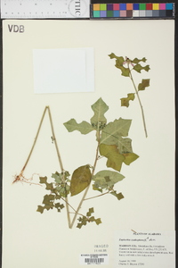 Euphorbia cyathophora image