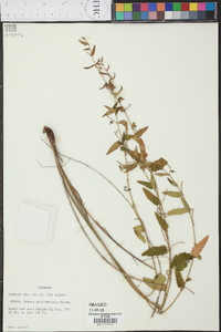 Tragia urticifolia image