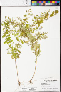 Phyllanthus caroliniensis image