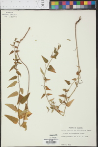 Tragia urticifolia image