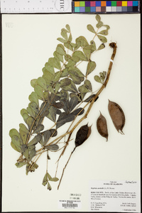 Baptisia australis image