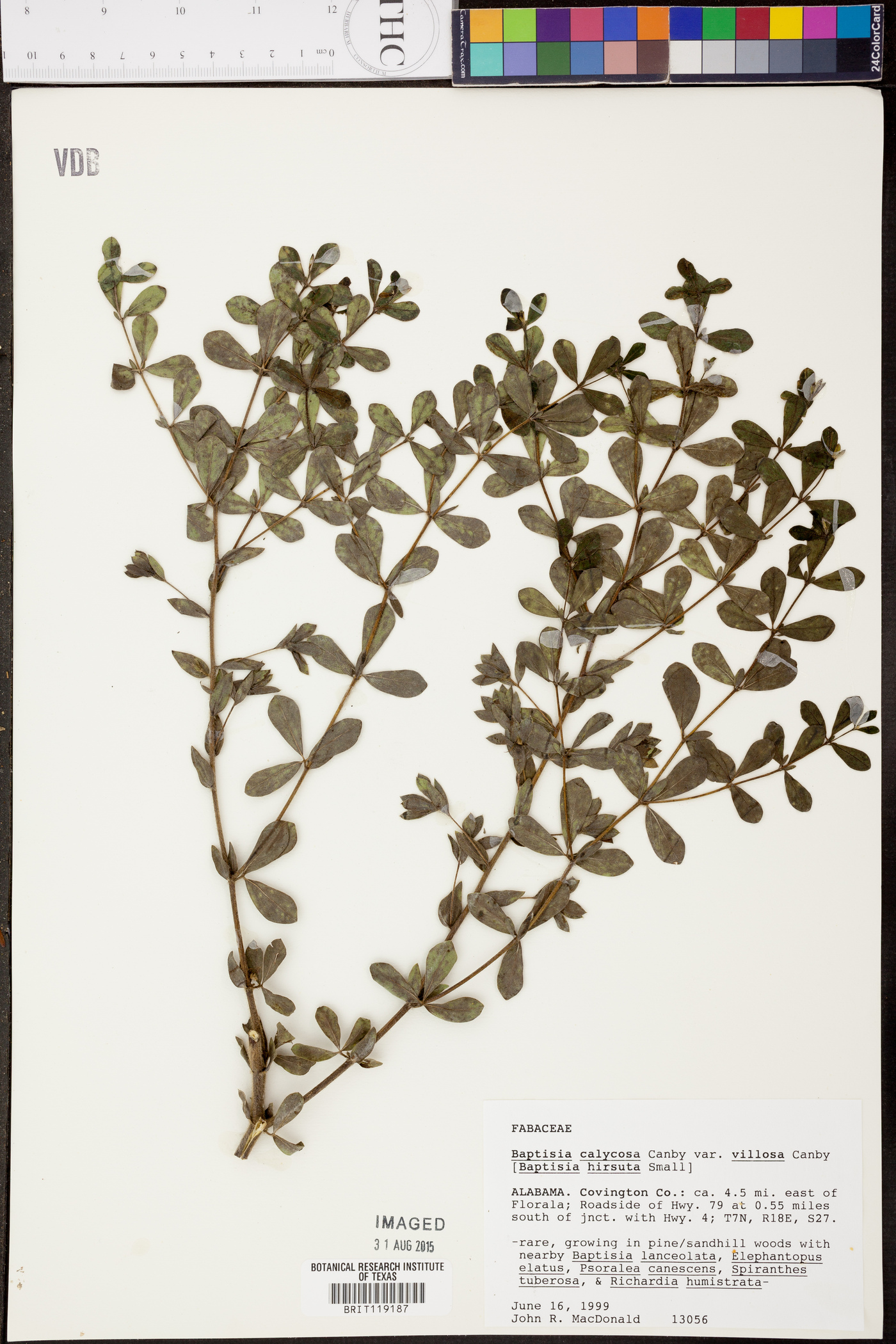 Baptisia calycosa image