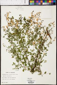 Baptisia tinctoria image