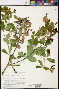 Baptisia alba var. macrophylla image