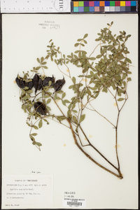 Baptisia australis image