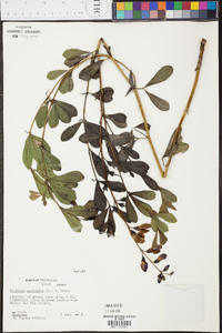 Baptisia australis image