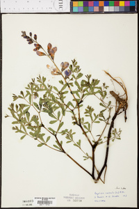 Baptisia australis image