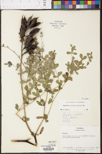 Baptisia australis image