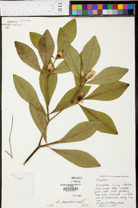 Baptisia lanceolata image