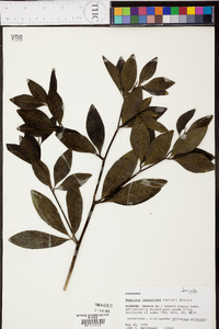 Baptisia lanceolata image