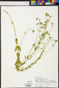 Sabatia quadrangula image