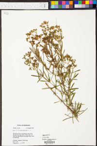 Hypericum densiflorum image