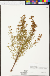 Hypericum densiflorum image