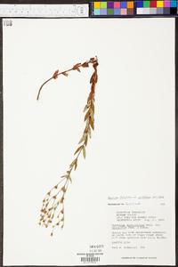 Hypericum denticulatum var. acutifolium image