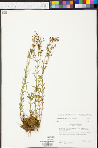Hypericum denticulatum var. acutifolium image