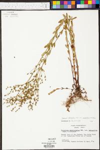 Hypericum denticulatum var. acutifolium image