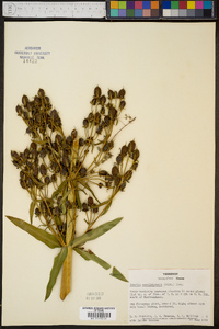 Frasera caroliniensis image